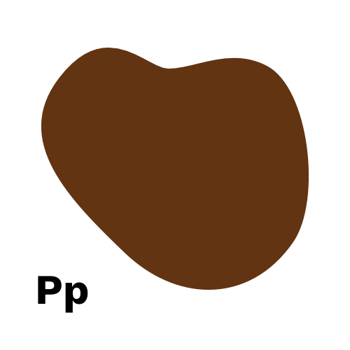 <MOST POPULAR DARK ROAST!> Pp - Perpetual Espresso Blend Dark Roast